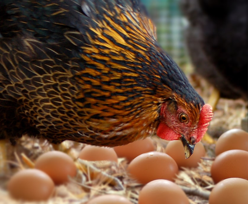 Medindo Parâmetros de Qualidade na Indústria de Aves e Ovos - Introdução