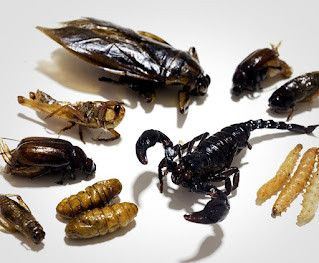 Incorporação de insetos como ingredientes na indústria de panificação